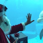 babbo-natale-delfino-acquario